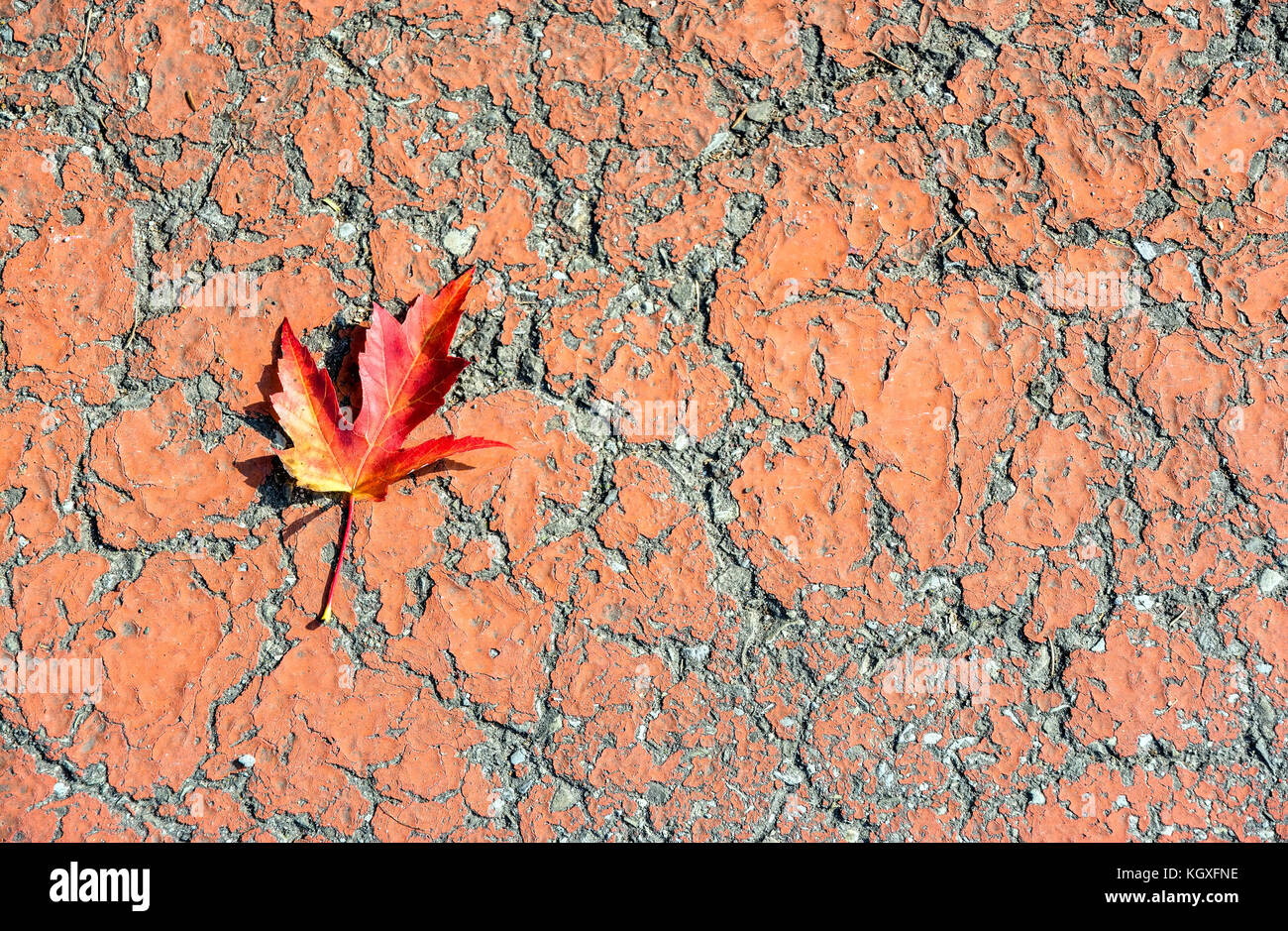 Gefallen lassen, auf Asphalt mit typischen Herbstfarben Stockfoto