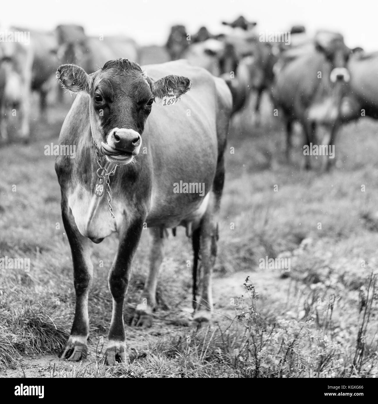 Schwarz-weiß Foto von Milchkühen auf einem Bauernhof in Stowe, Vermont. Stockfoto