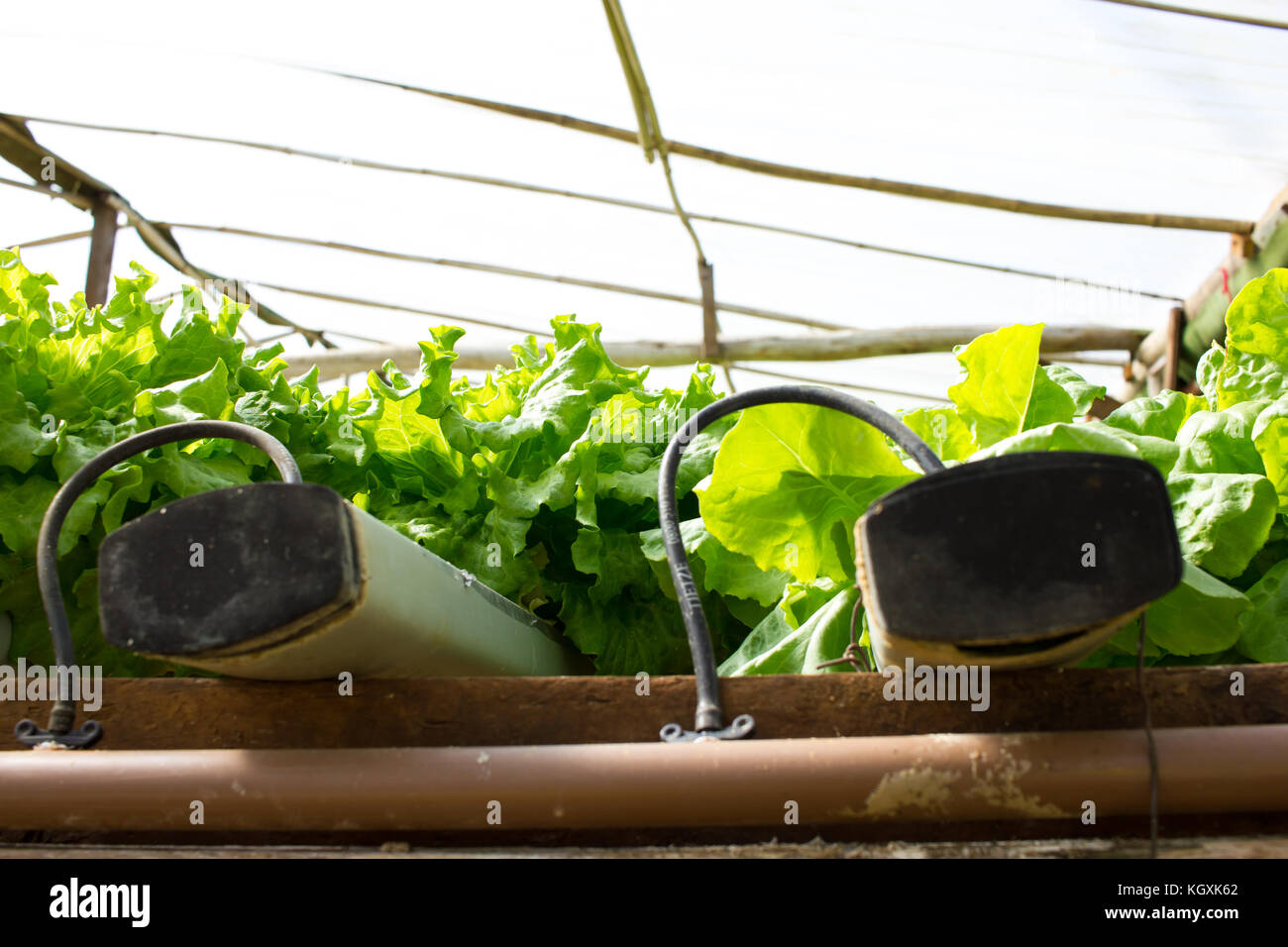 Gartenbau Garten wachsenden Salat Pflanzen im Gewächshaus mit aquaponic