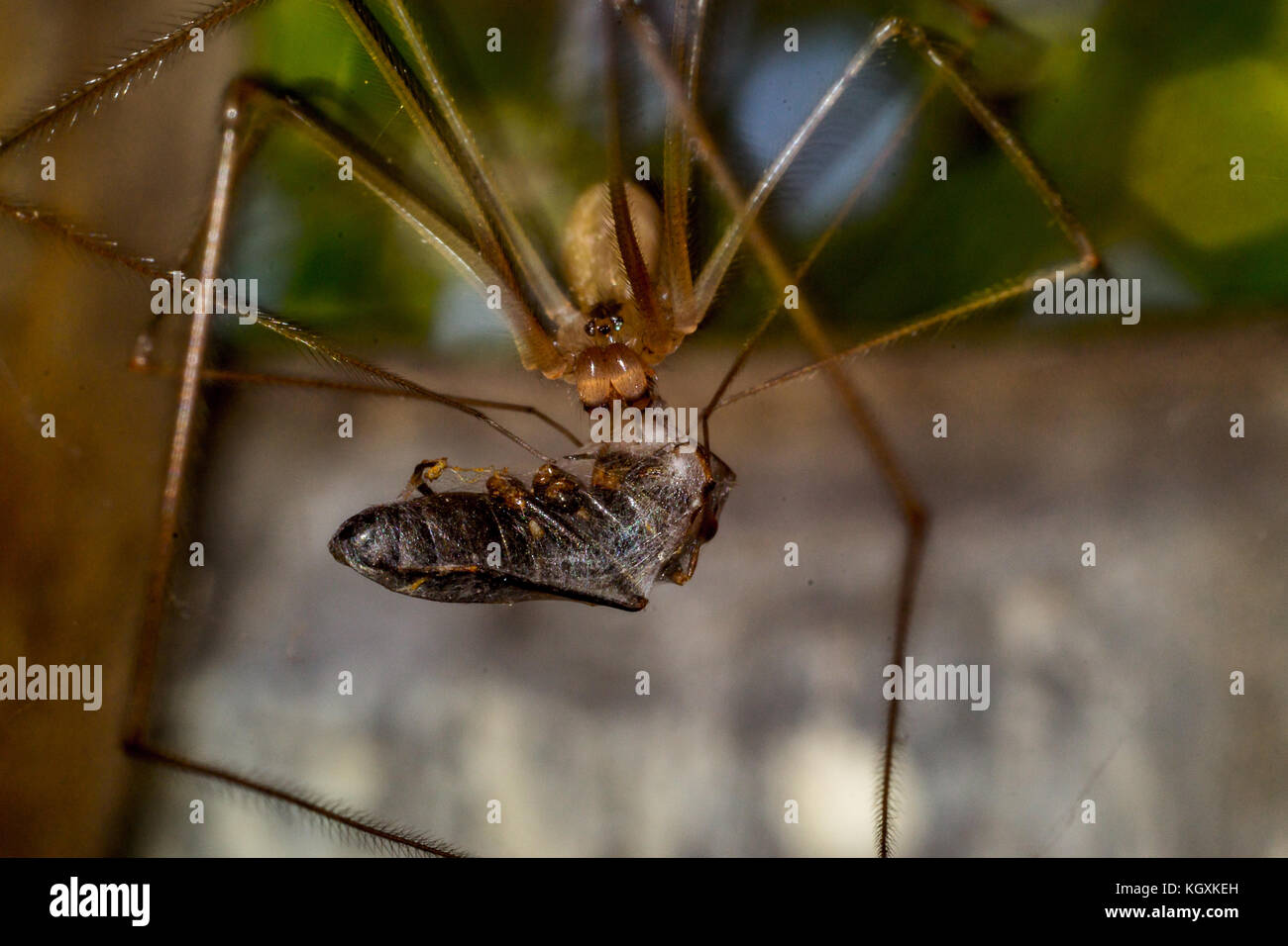 In der Nähe von Spider Makro Foto insekt Stockfoto