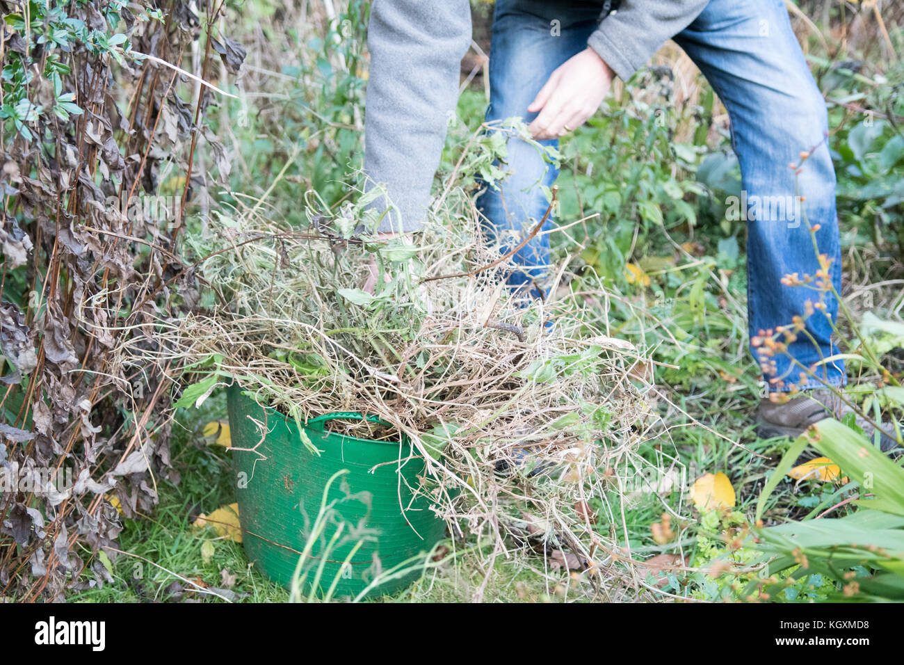 Im Herbst im Garten alte, tote, süße Erbsenpflanzen abbauen Stockfoto