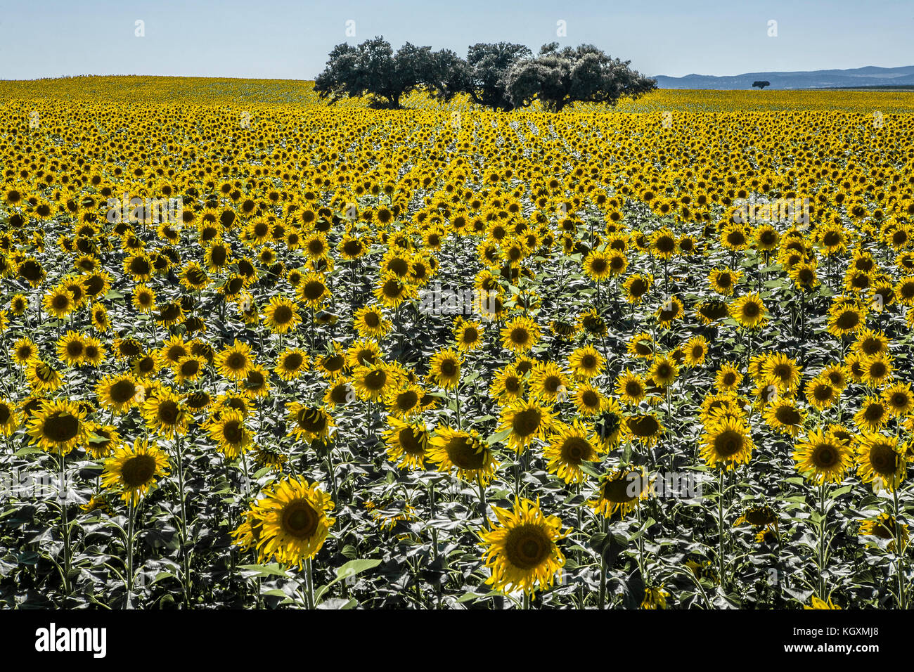 Sonnenblumenfeld im Hintergrund über klarem blauen Himmel mit Steineichenstres in der Mitte, Badajoz, Extremadura, Spanien Stockfoto