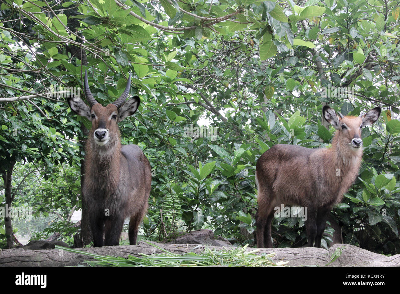 African Goat In Taman Safari Indonesia Zoo Stockfoto