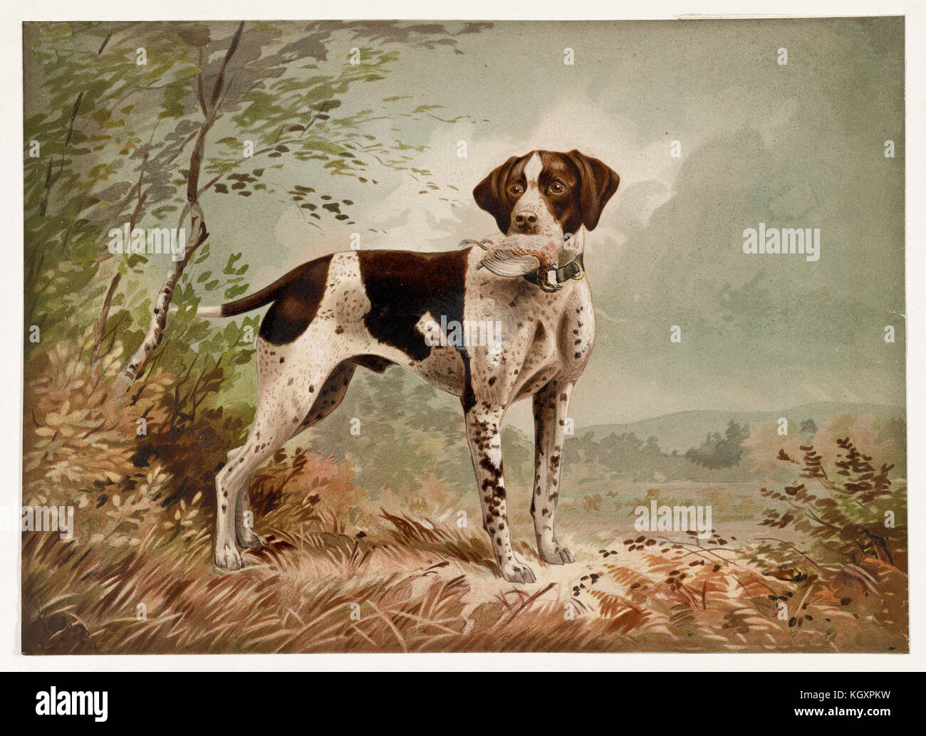 Alte Abbildung: Darstellung einer englischen Pointer, Brut der Waffe Hund. Durch Bencke, Publ. 1879 Stockfoto