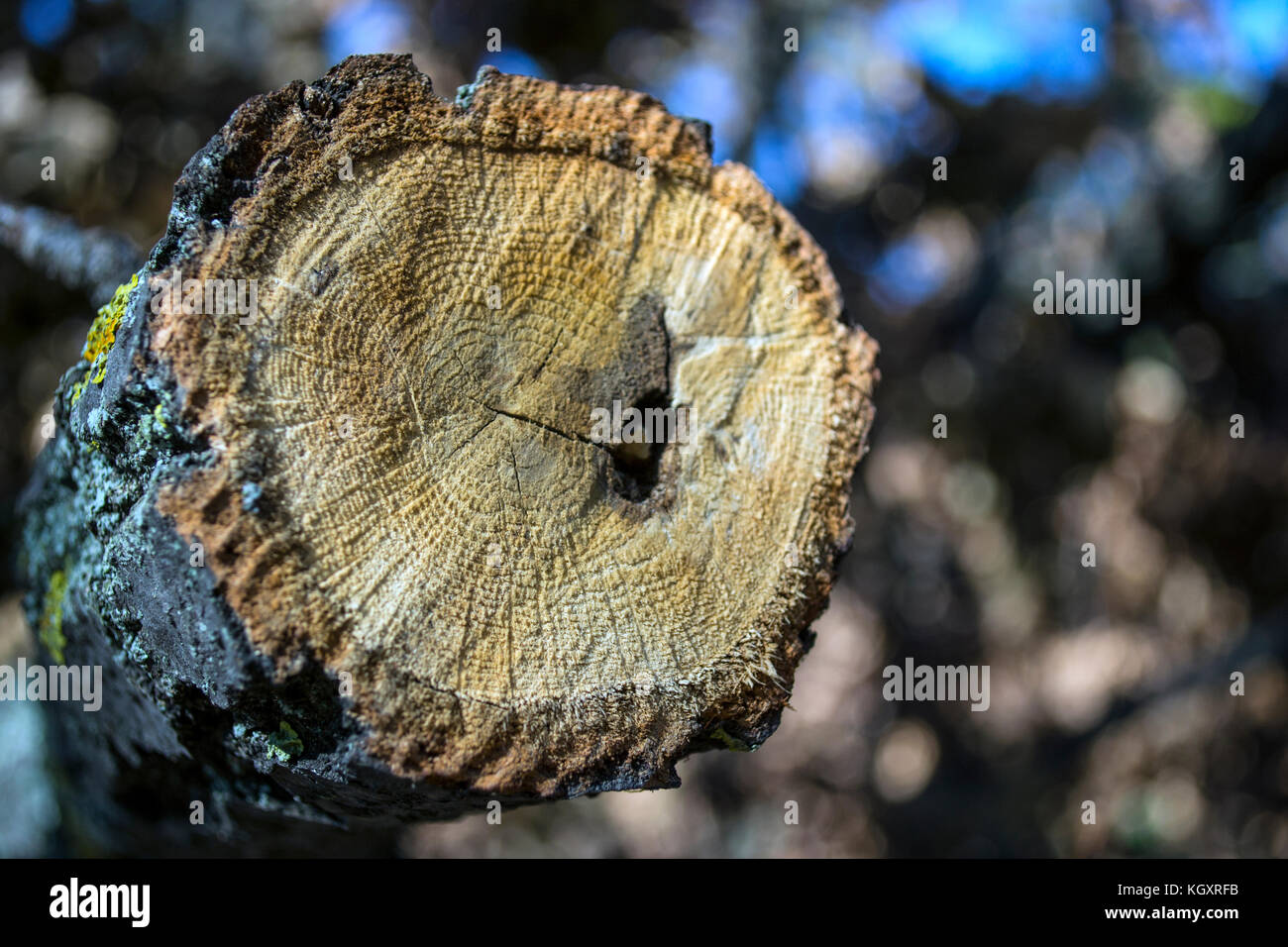 Querschnitt durch einen Baumstamm Stockfoto