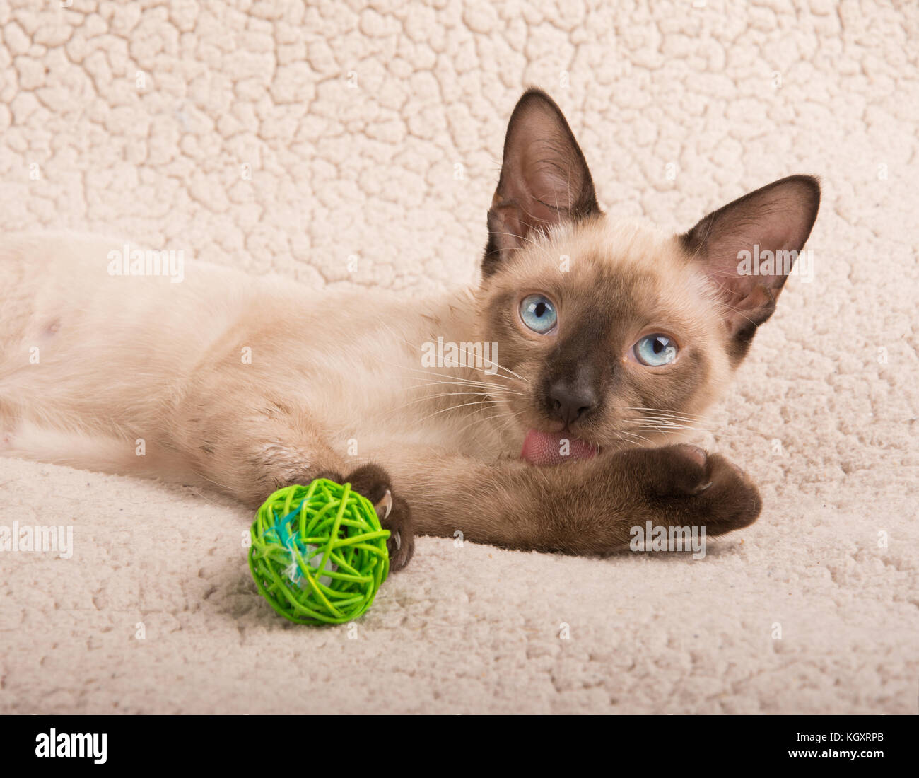 Süße Siam kitten leckt seine Pfote im Liegen auf einer weichen Decke, Stockfoto