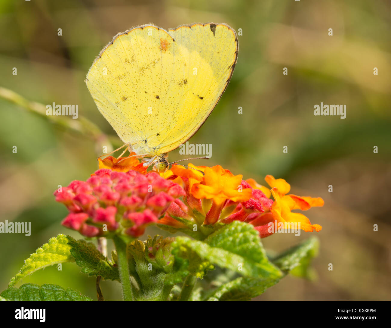 Eurema Lisa, litleyellow Schmetterling Fütterung auf ein Gelb und Rot lantana Blume im Sommer Garten Stockfoto