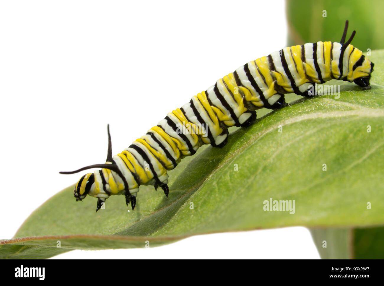 Third instar Monarch Caterpillar auf milkweed Blatt, Seitenansicht Stockfoto