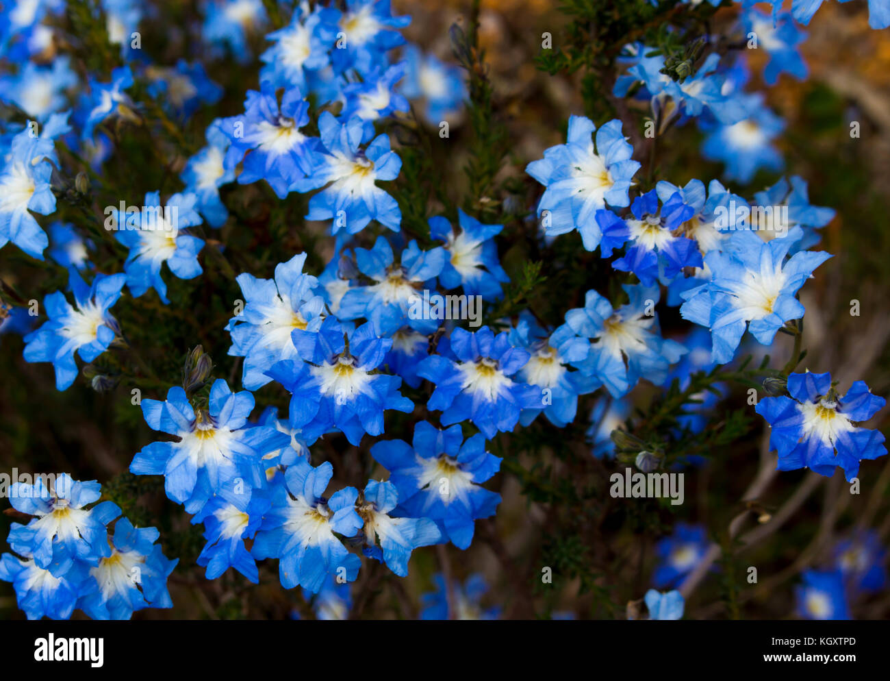 Blue leschenaultia biloba im Frühjahr in den kiesigen Boden auf krummen Bach Nationalpark Dardanup South Western Australia ist ein beliebter Wildflower. Stockfoto