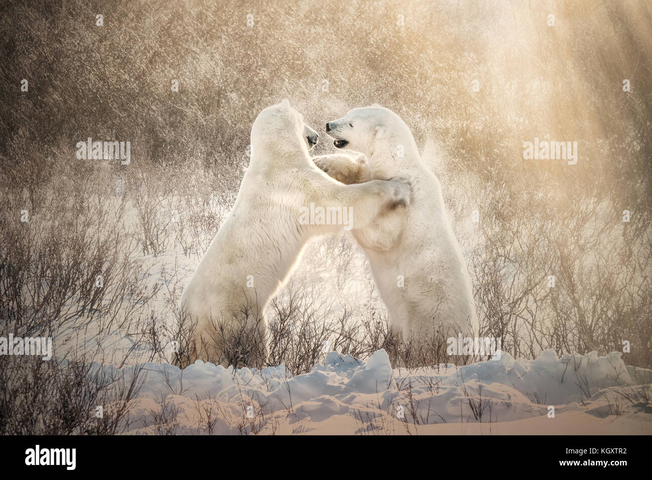 Zwei Eisbären in ihrer natürlichen Umgebung spielerisch zusammen Sparring in goldenem Licht und Schnee in Churchill, Manitoba, Kanada. Stockfoto