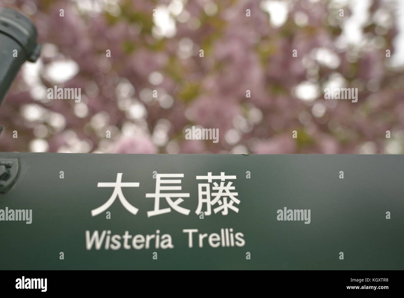 Wisteria unterzeichnen, Ashikaga Flower Park, Japan Stockfoto