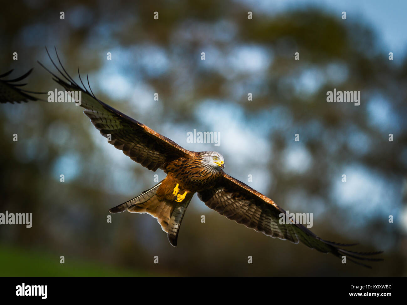 Walisischen Red Kite Stockfoto Walisischen Red Kite Stockfoto