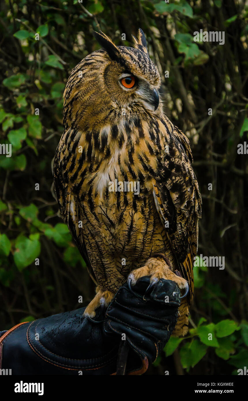 Kreuzenstein Burg, vor Ort als Burg Kreuzenstein, mit seinen Raubvögeln Leistung bekannt, liegt nördlich der Ortschaft Leobendorf. Stockfoto