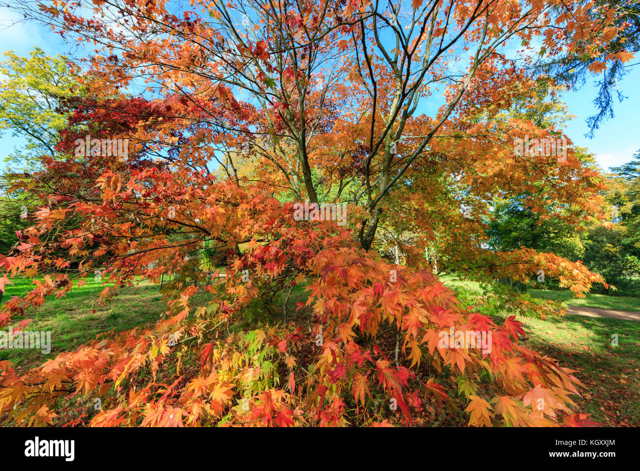 Die herbstlichen Farben der Bäume und Blätter in Westonbirt Arboretum, Gloucestershire, Vereinigtes Königreich. Stockfoto