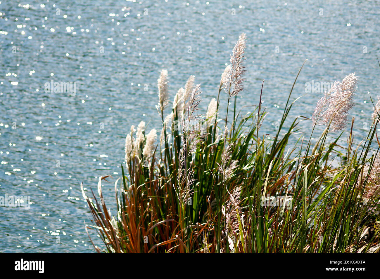 Fuchsschwanz-Gras, das an einem Sommertag in der Brise neben einem Fluss schwingt und den ehrlichen Moment des ländlichen Lebens und langsamen Lebens zeigt Stockfoto