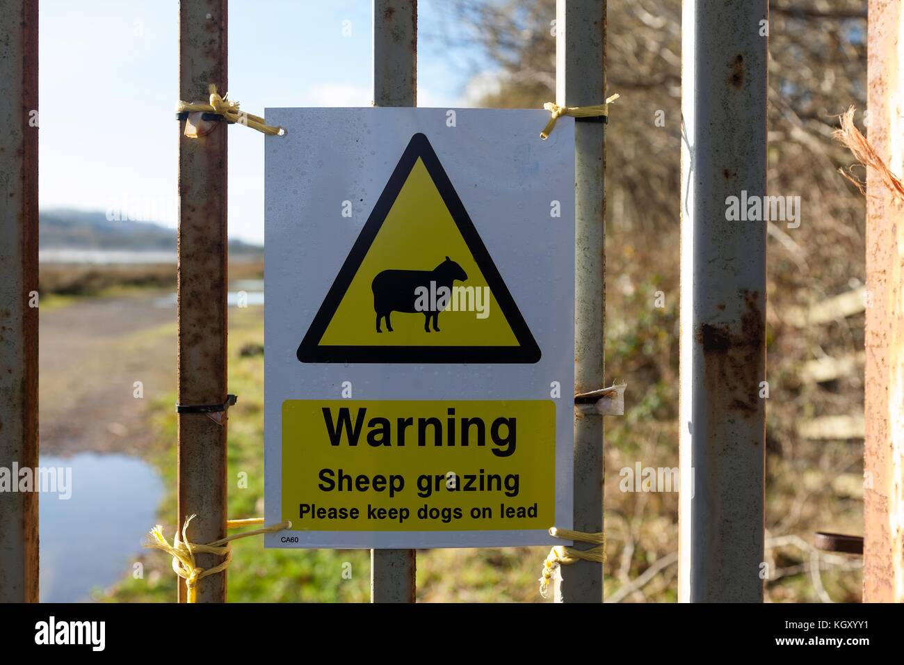 Warnung Schafe weiden Stockfoto