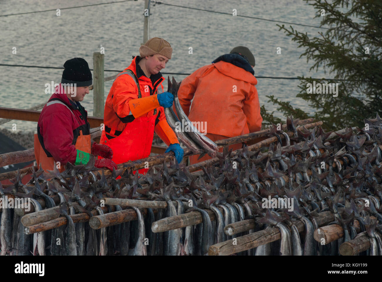 Frische Fische werden zerlegelt und dann auf Holzregale gehängt, um in der kalten, trockenen Luft, Sörvågen Norwegen, zu trocknen Stockfoto