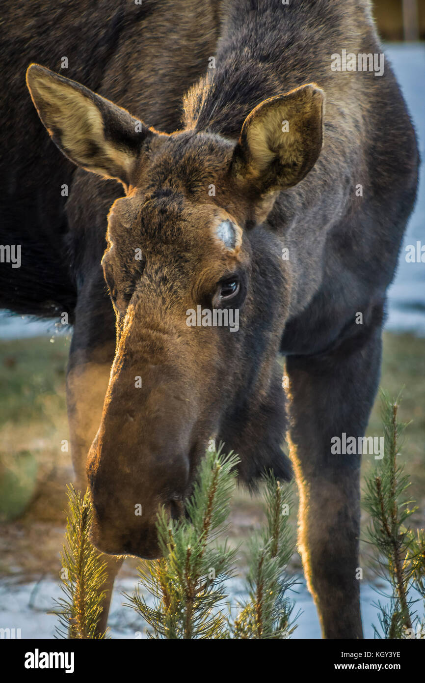 Portrait von Elch Essen Vegetation im Winter Stockfoto