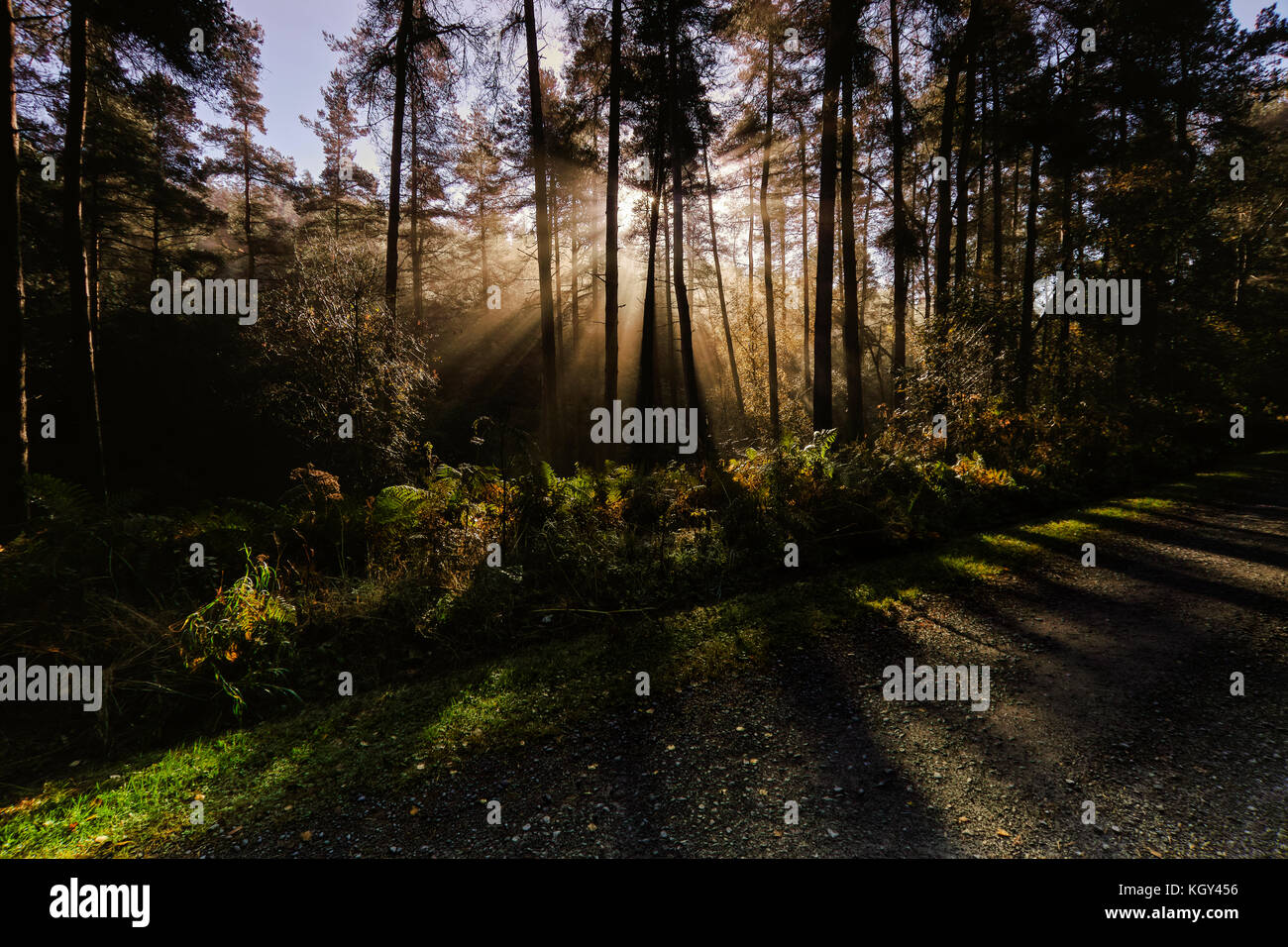Als der Morgen Licht steigt hinter den Bäumen im Hamsterley Forest in der Grafschaft Durham, an einem Herbstmorgen sprühen Strahlen des Lichts über die Bäume. Stockfoto