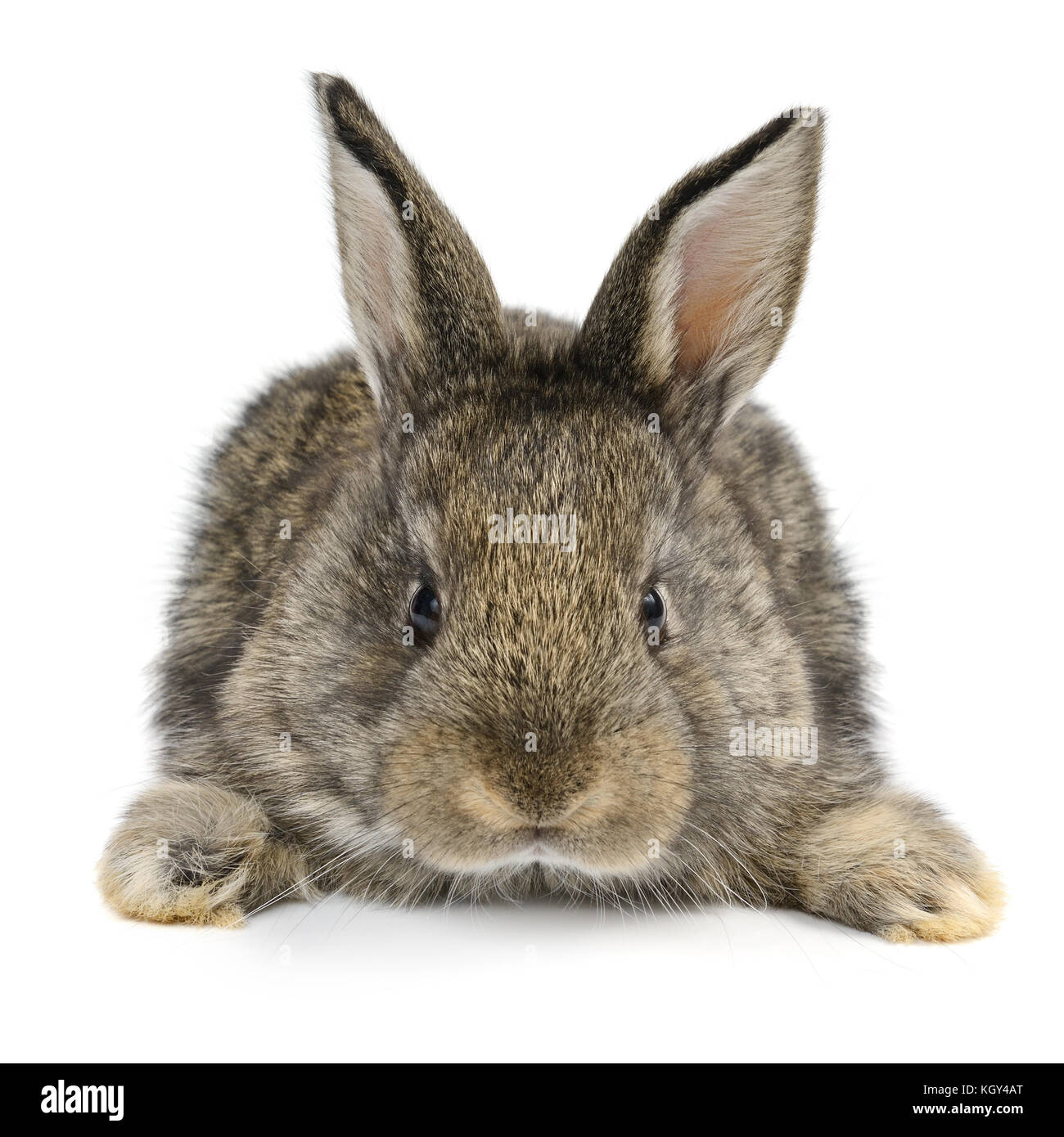 Little Baby Hase auf weißem Hintergrund Stockfoto