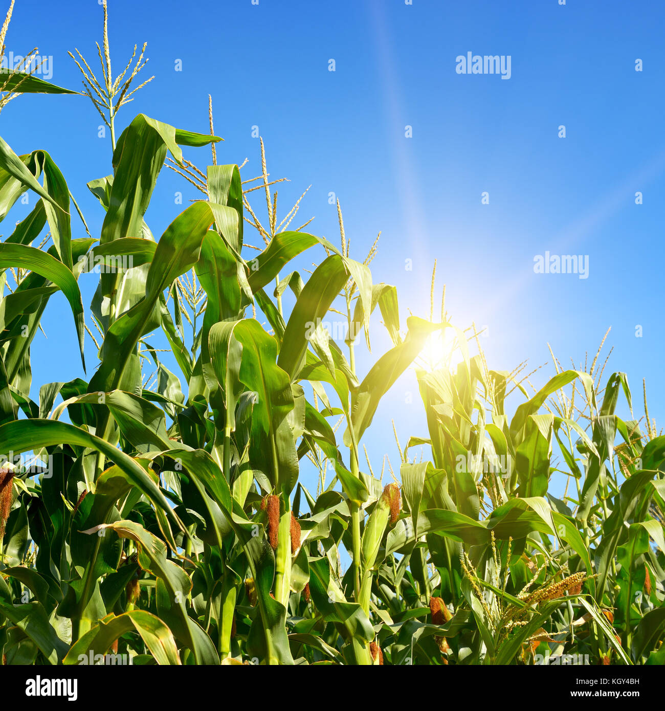 Helle Sonnenaufgang auf einem Kornfeld im Sommer. Stockfoto