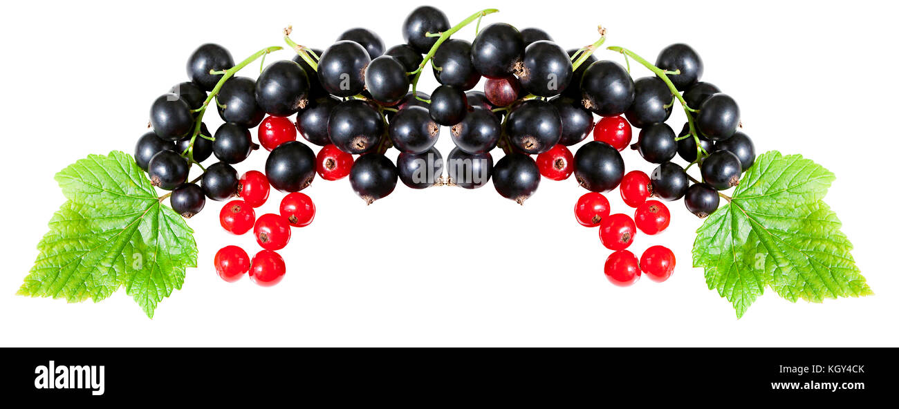 Panorama frische Beeren von johannisbeeren auf weißem Hintergrund isoliert. Beeren schwarze Johannisbeere und Rote Johannisbeere mit grünen Blättern Nahaufnahme Stockfoto