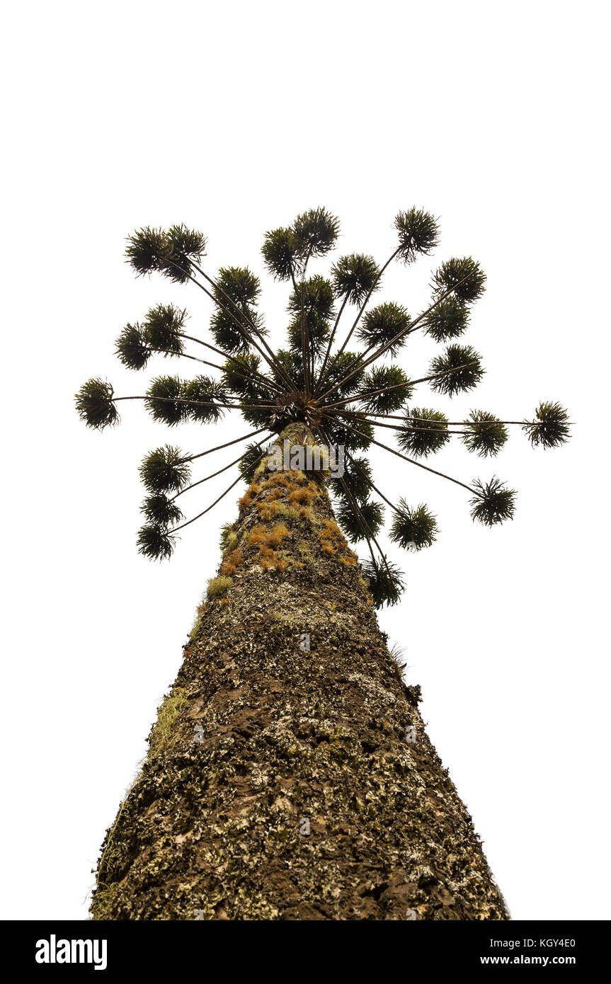 Araucaria angustifolia häufig in Südamerika gefunden, isoliert auf weißem Stockfoto