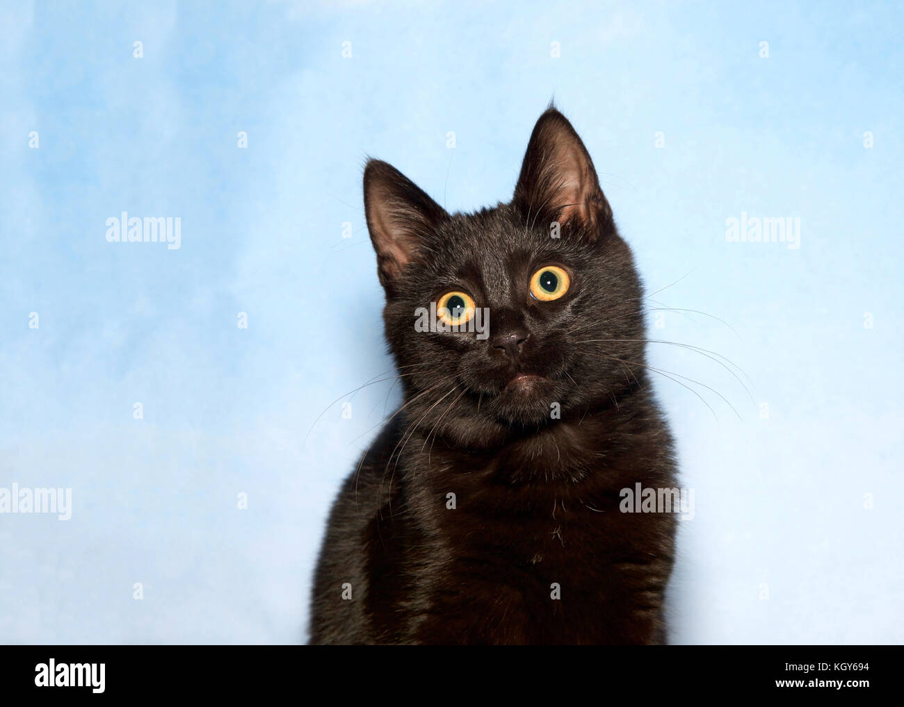 Porträt einer schwarz gestromte Katze mit großen gelben Augen, große Schüler leicht auf den Zuschauer mit geneigter Kopf seitlich links suchen. Überrascht Ausdruck. blau Stockfoto