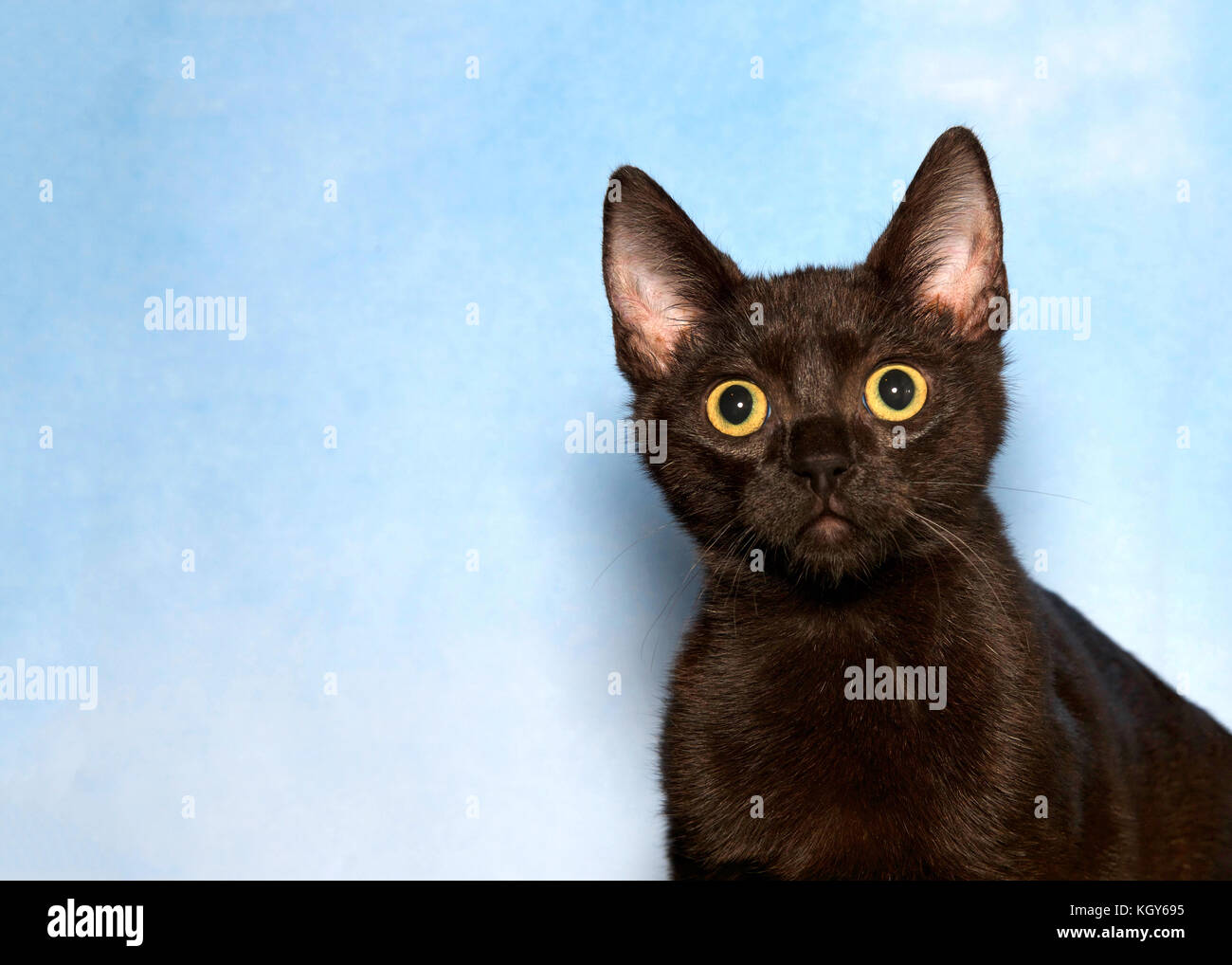 Porträt einer schwarz tabby Kitten mit großen gelben Augen, große Schüler etwas auf die Zuschauer links. Überrascht Ausdruck. blau strukturierten Hintergrund sk Stockfoto