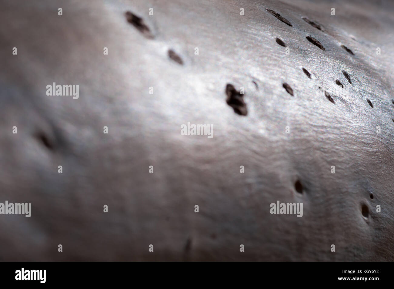 Nahaufnahme eines Baumstammes Stockfoto