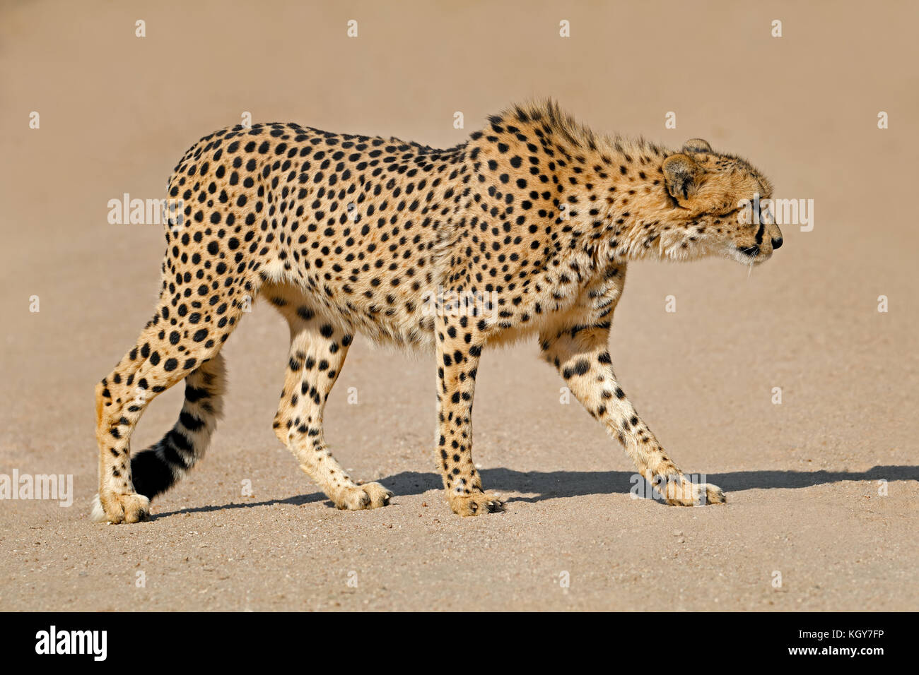 Ein Gepard (Acinonyx jubatus) stalking Raub, Südafrika Stockfoto