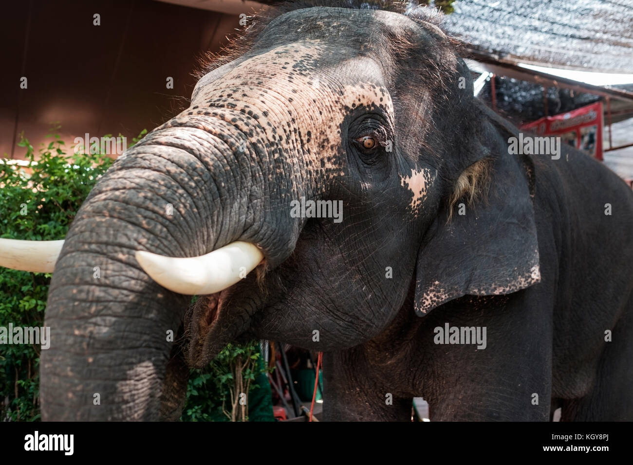 Ein junger asiatischer Elefant bettelt um Essen, den Mund öffnen und leider weg schauen. Stockfoto