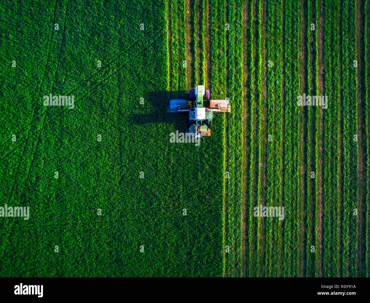 Traktor mähen grünes Feld, Luftaufnahme Stockfoto