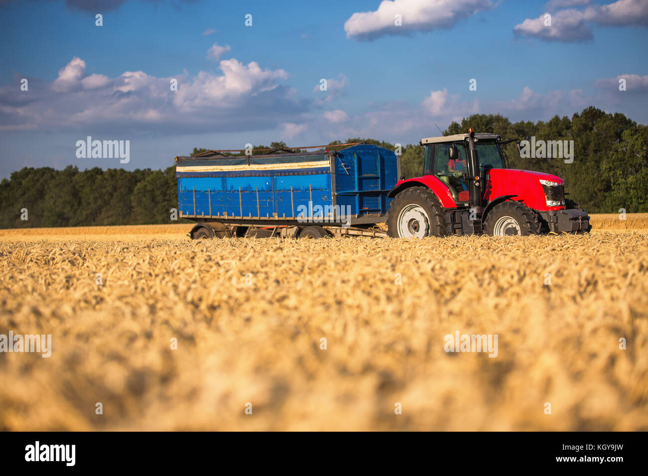 Roter Traktor mit Anhänger blau ina Feld Stockfoto