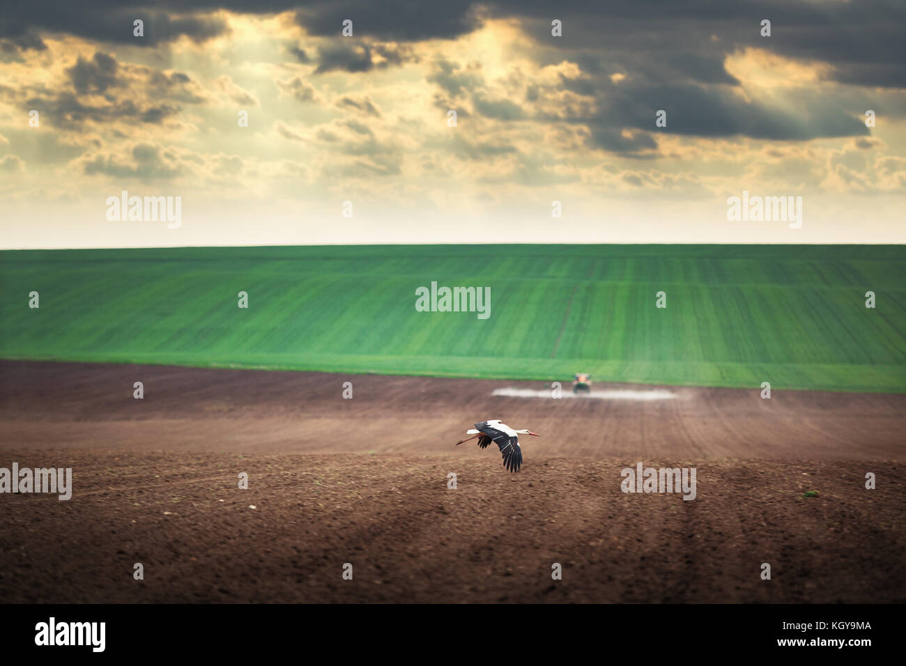 Flying Stork über das grüne Feld und ernte Traktor Stockfoto