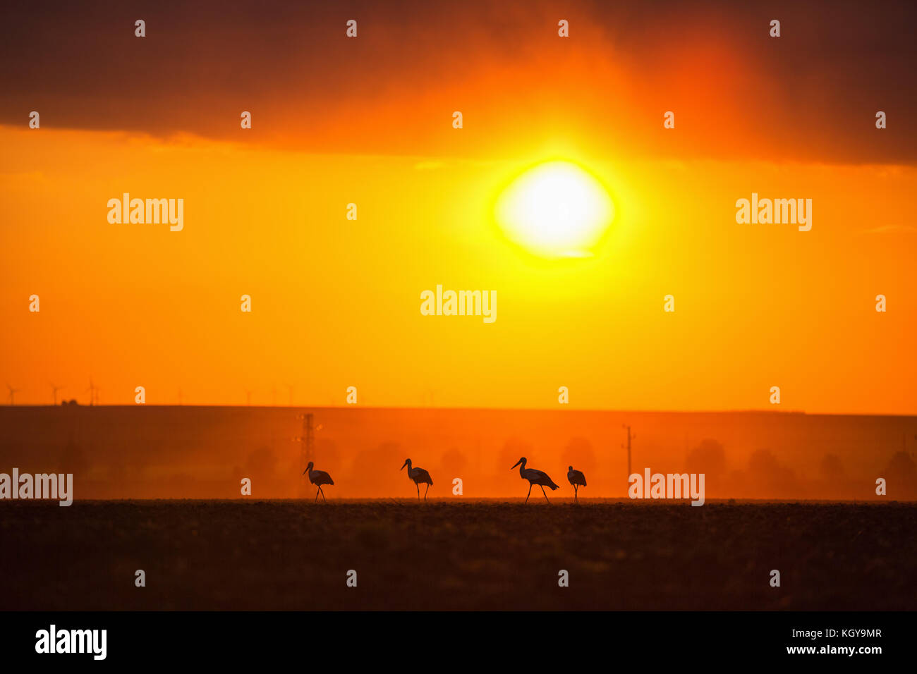 Der Storch Silhouette bei Sonnenuntergang Stockfoto