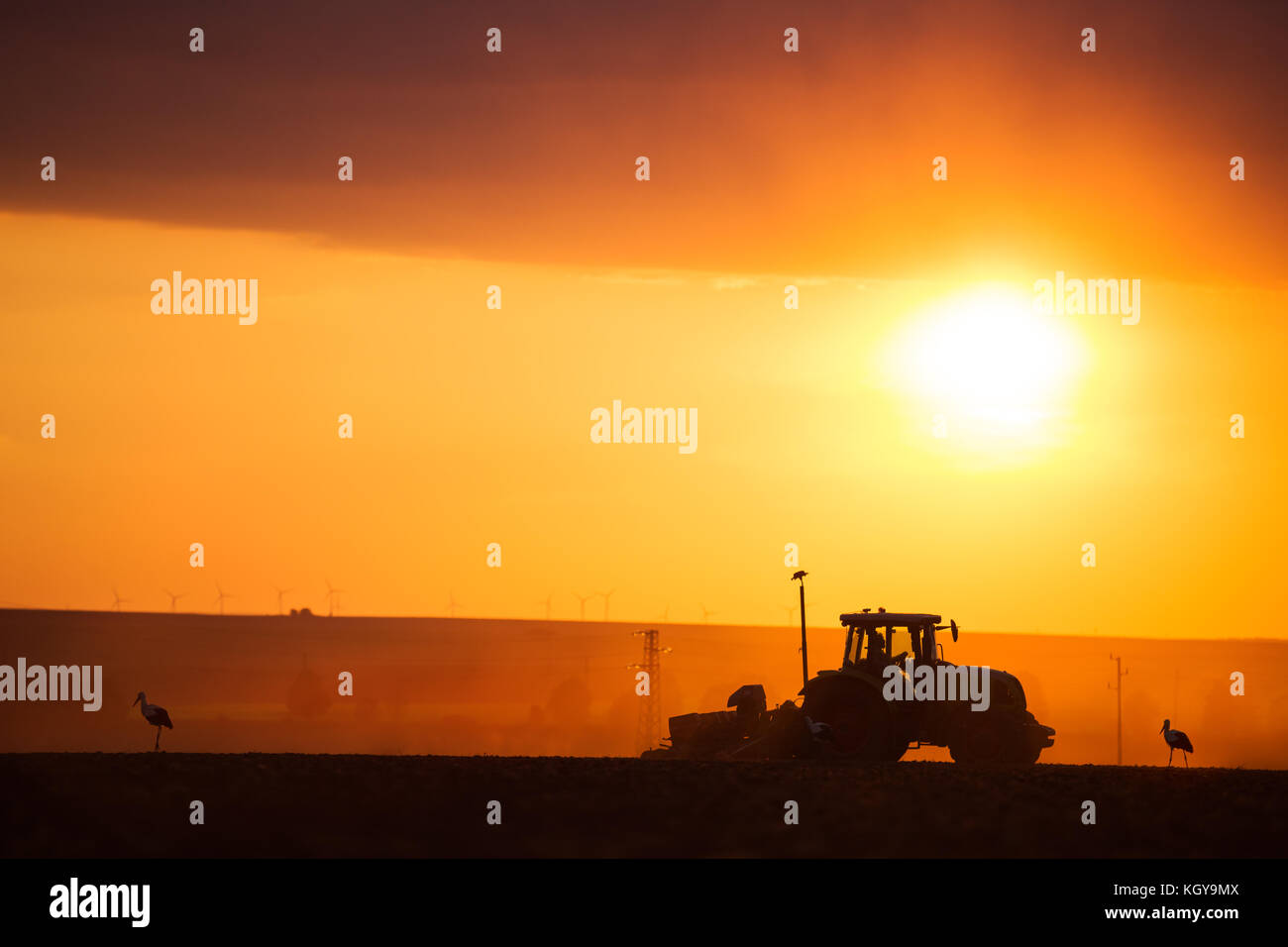 Bauer im Traktor Vorbereitung land mit saatbeet Kultivator, Sonnenuntergang geschossen Stockfoto