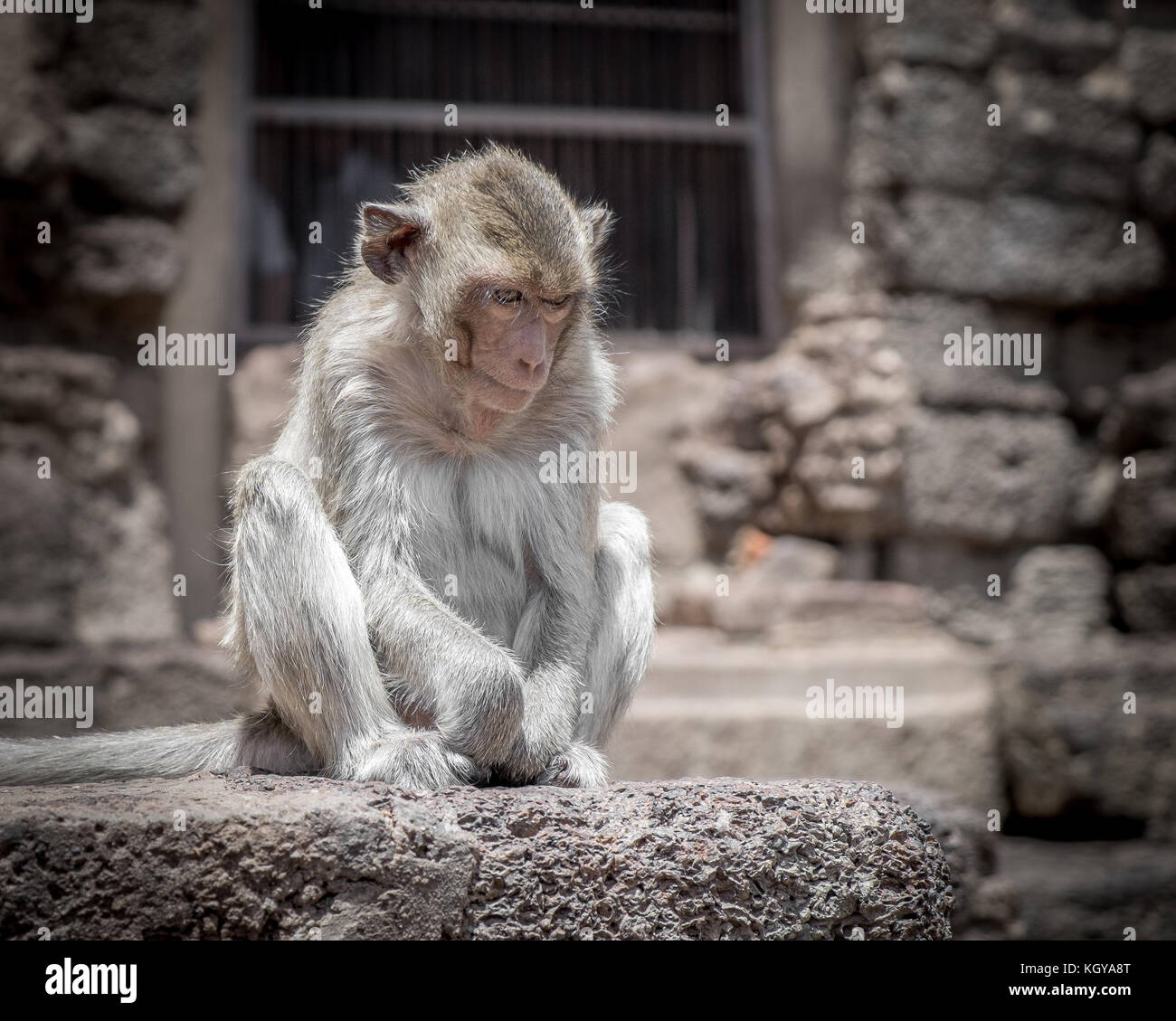 Ein Macaque in tiefes Denken an einem alten Standort in Thailand Stockfoto