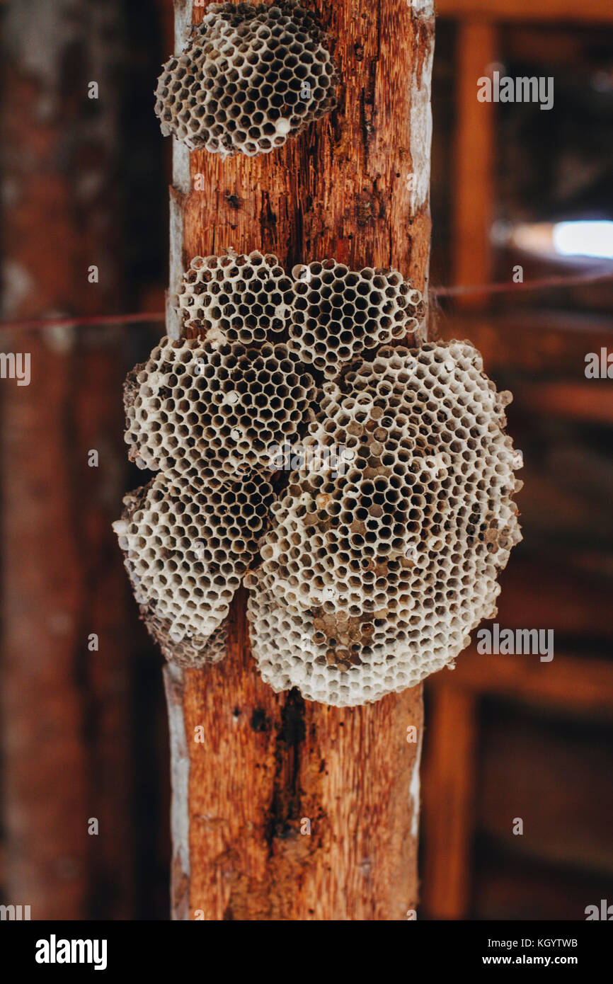 Alte Bienenstock in Holz Stockfoto