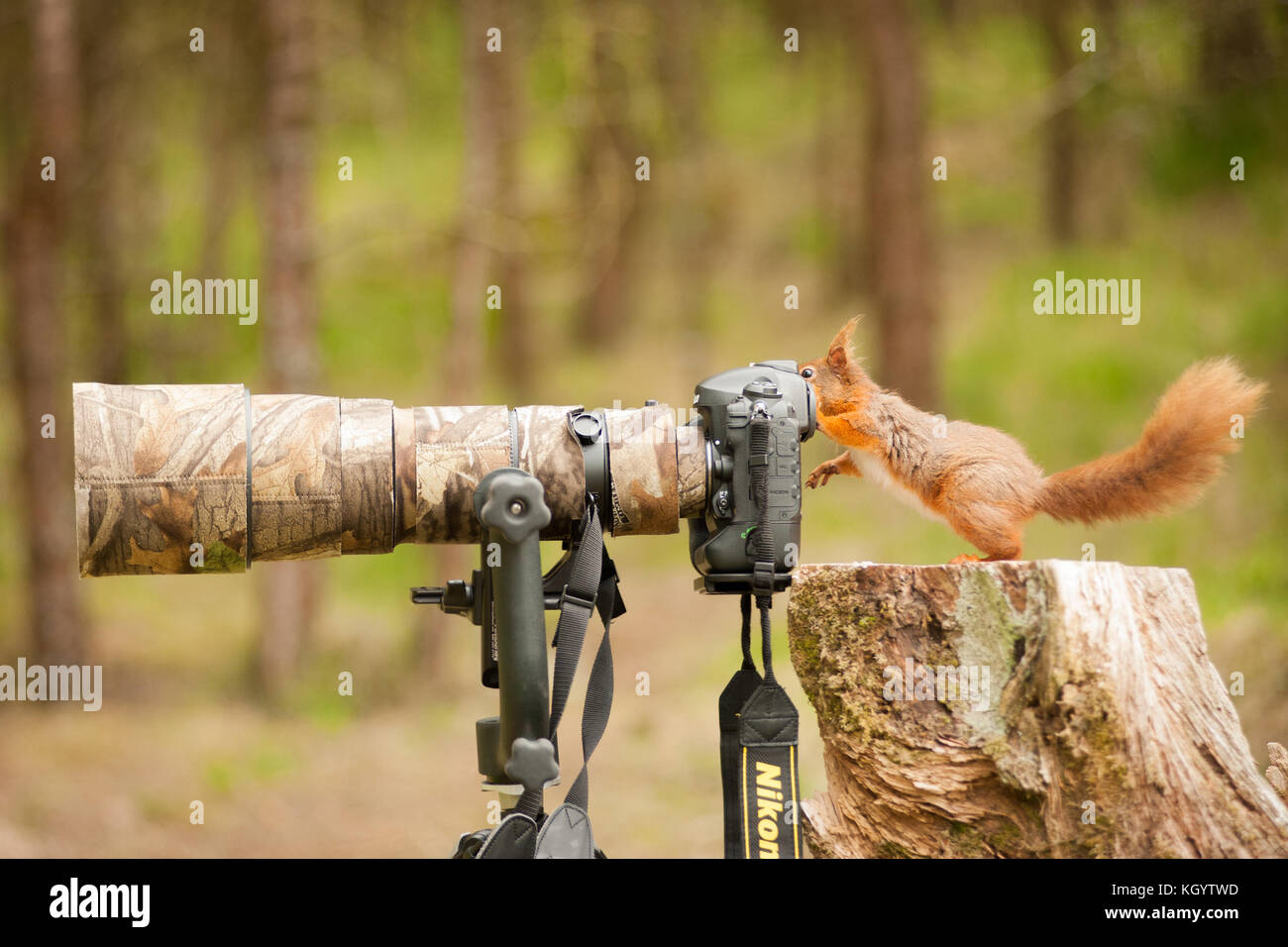 Ein rotes Eichhörnchen (Sciurus vulgaris) scheint ein Foto mit einem Nikon D4 und einem Nikon 200-400mm 1:4 VR II Objektiv aufzunehmen. Stockfoto