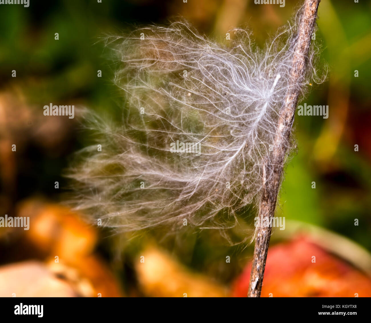 Eine Feder verloren, in einer Branche mit bunten Herbst Umgebung gefangen Stockfoto