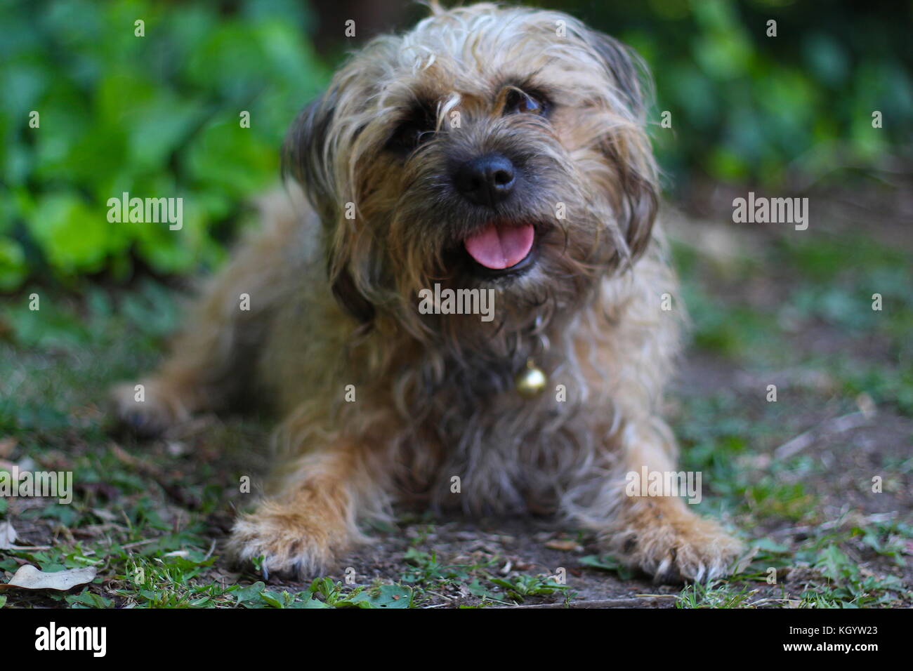 Pepper die Terrier Stockfoto