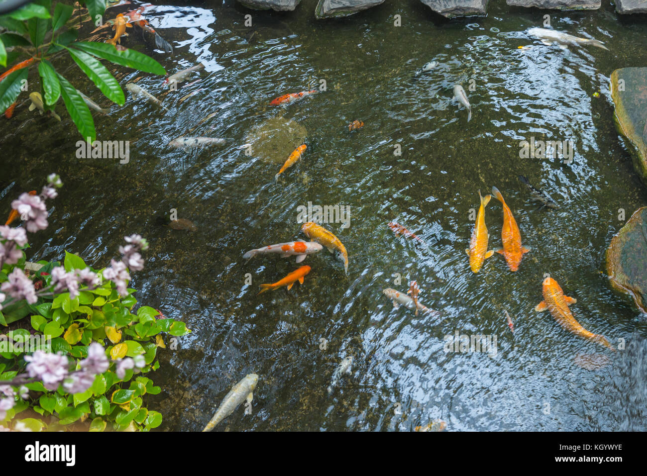 Blick von oben auf die bunten Koi Fische schwimmen im Teich Stockfotografie  - Alamy