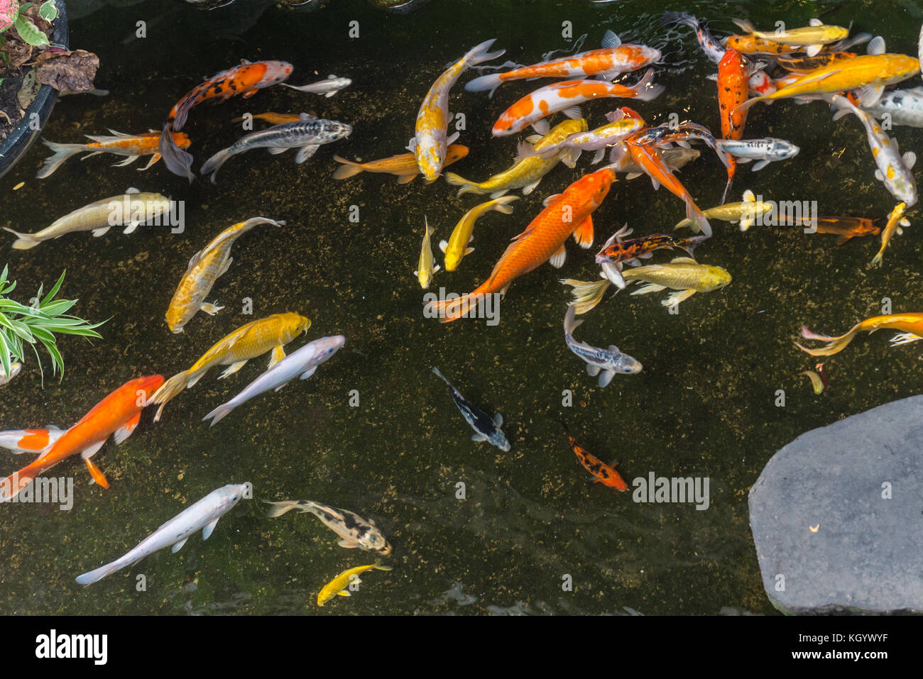 Wohlhabender fisch Fotos und Bildmaterial in hoher Auflösung Alamy