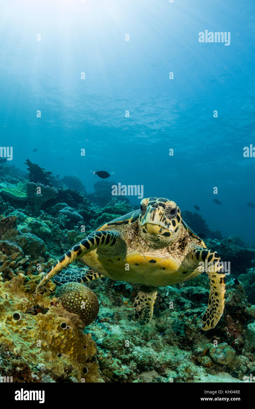 Die unechte Karettschildkröte schwimmen über ein Korallenriff mit Sonnenstrahlen. Stockfoto