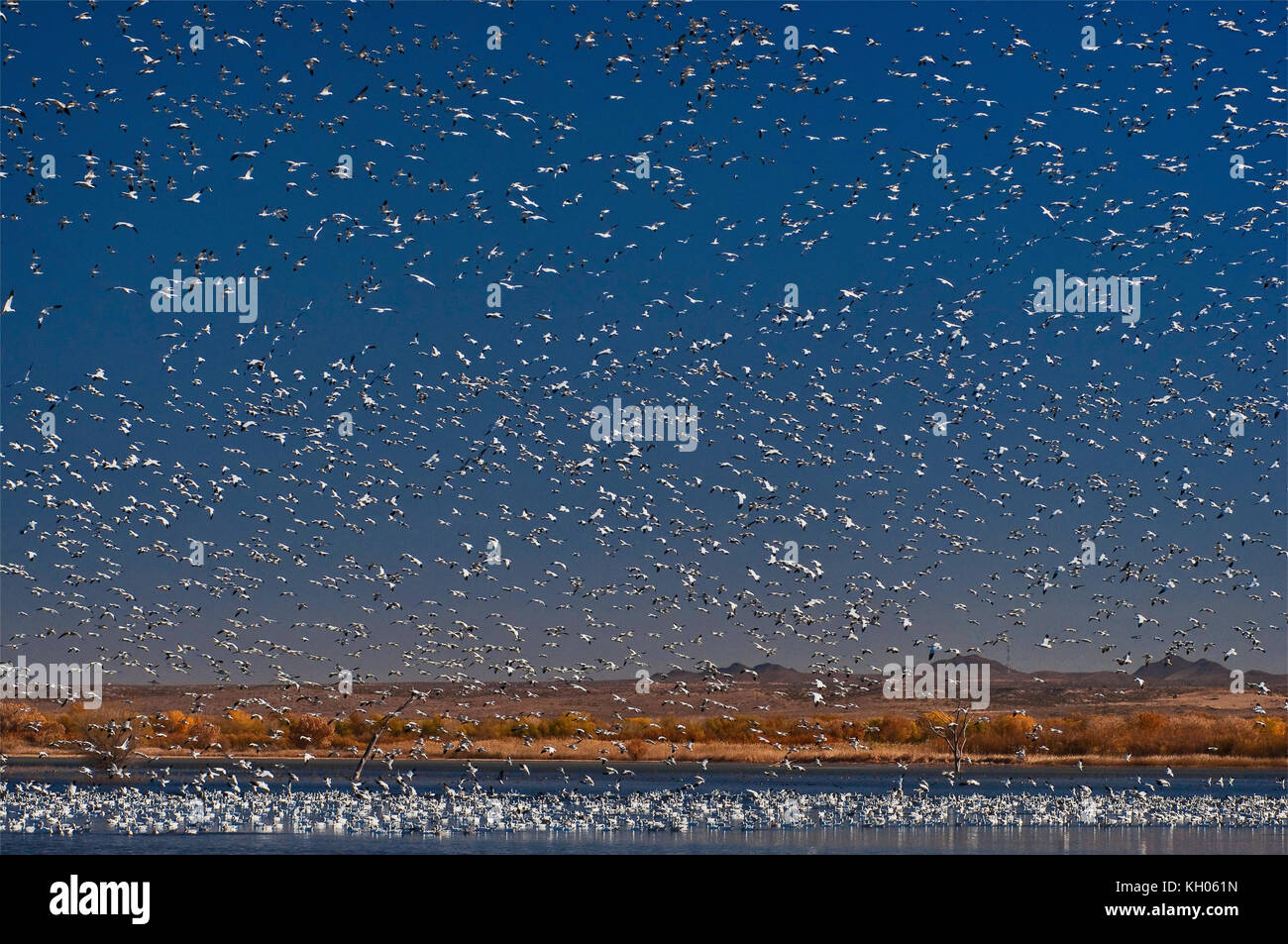 Flug der Schneegänse in Bosque del Apache National Wildlife Refuge im November, New Mexico, USA Stockfoto