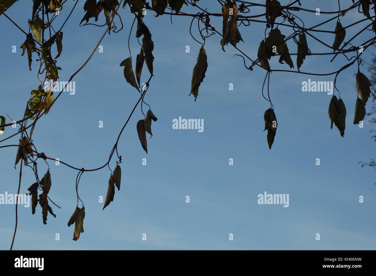 Tote Blätter hängen gegen Sky Stockfoto