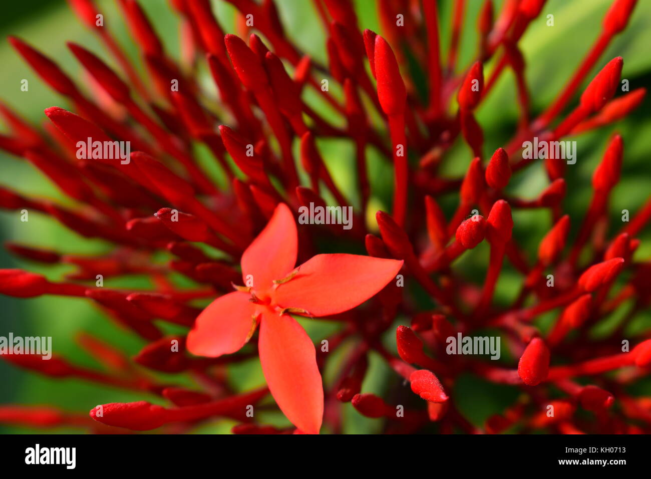 Nahaufnahme von Ixora coccinea Blütenknospen mit einer Knospe in voller Blüte. Stockfoto