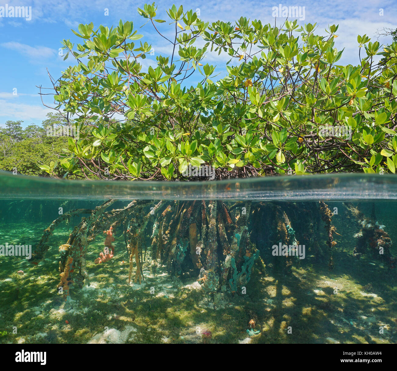 Mangrove Tree über und unter Wasser, grünes Laub oberhalb der Wasserlinie und Wurzeln mit Unterwasserwelt Unterwasser, Karibik Stockfoto