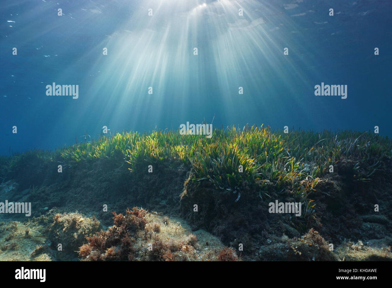 Natürliche Sonnenstrahlen Unterwasser durch Wasser im Mittelmeer auf dem Meeresgrund mit Neptun Gras, Katalonien, Costa Brava, Spanien Stockfoto